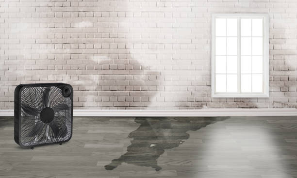 Best Mold removal after water damage  in Mulberry, IN